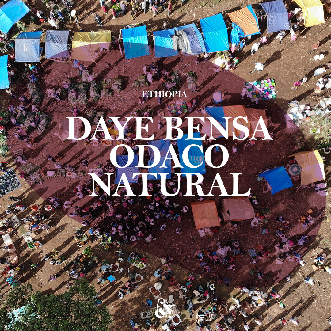 Daye Bensa Odaco Natural