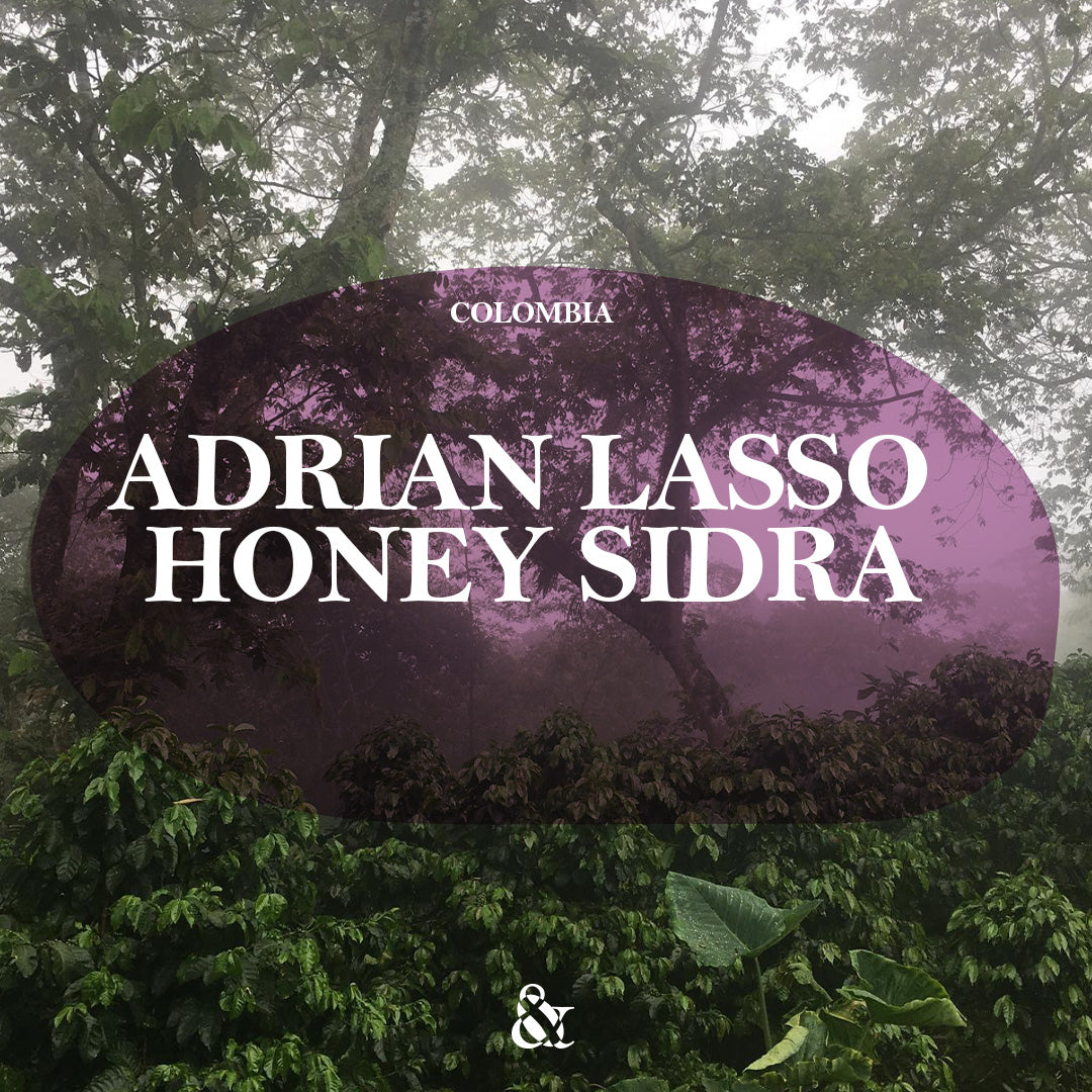 Adrian Lasso Honey Sidra