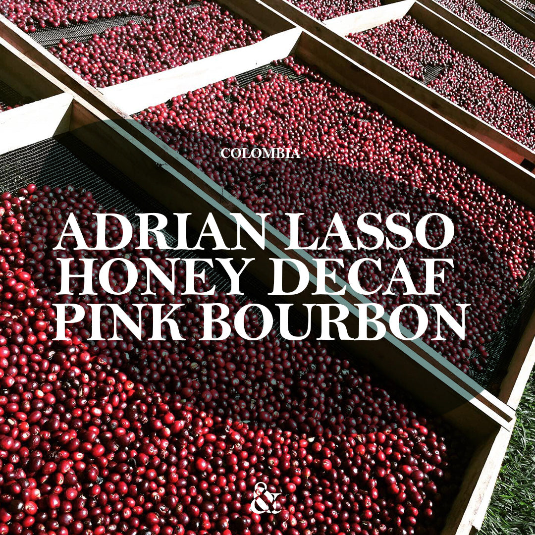 Adrian Lasso Honey Decaf Pink Bourbon