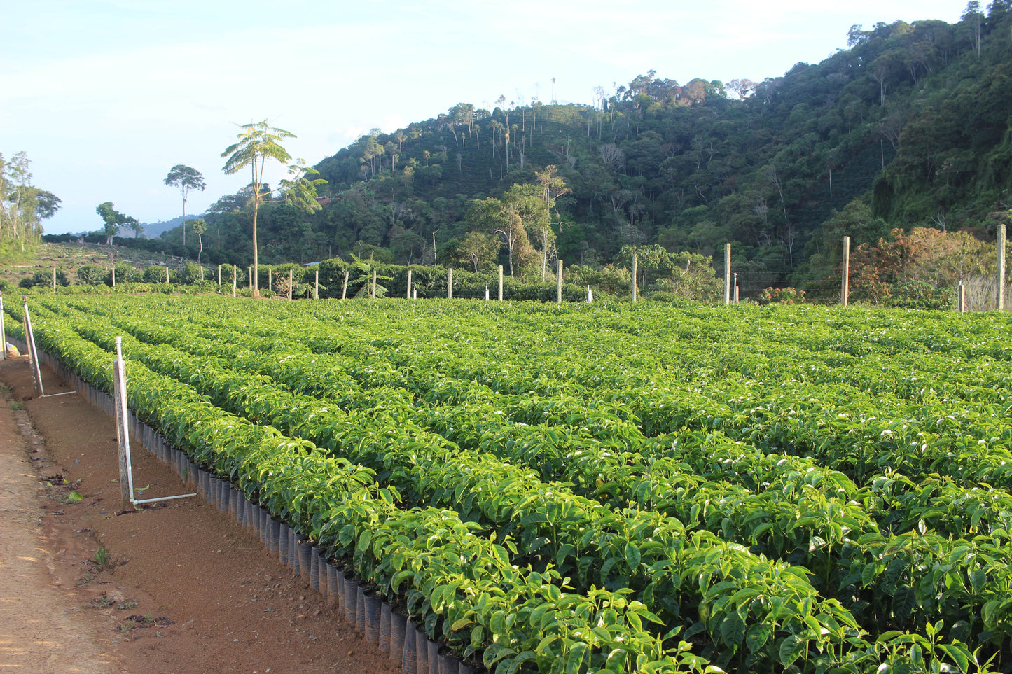 El Arcangel Green Coffee Beans