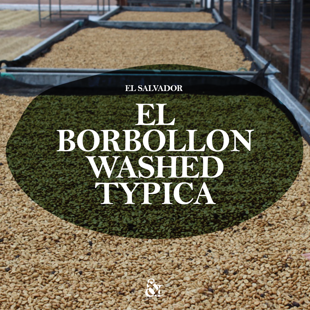 El Borbollon Washed Typica