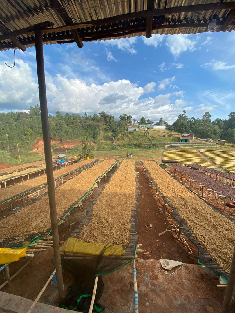 Ethiopia Wash Green Coffee Supply | Bensa Damo