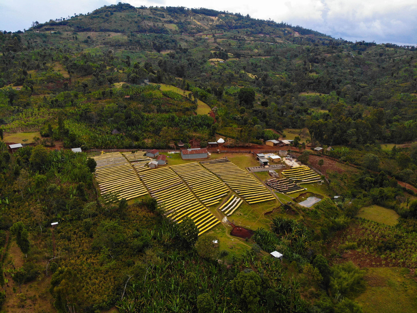 Bombe Dry Fermentation Washed Sidama | Green Coffee Bean Supply Company