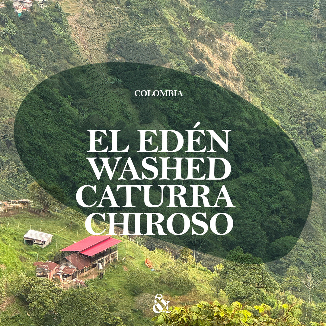 El Edén Washed Caturra Chiroso