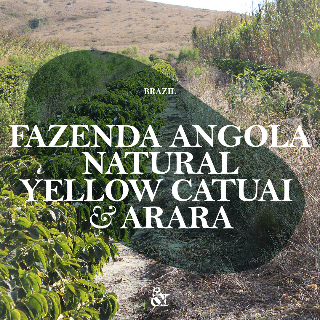 Fazenda Angola Natural And Sons Importers Fazenda Angola Natural And Sons Importers