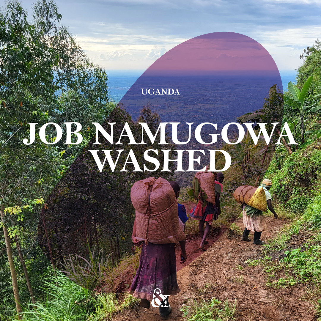 Job Namugowa Washed