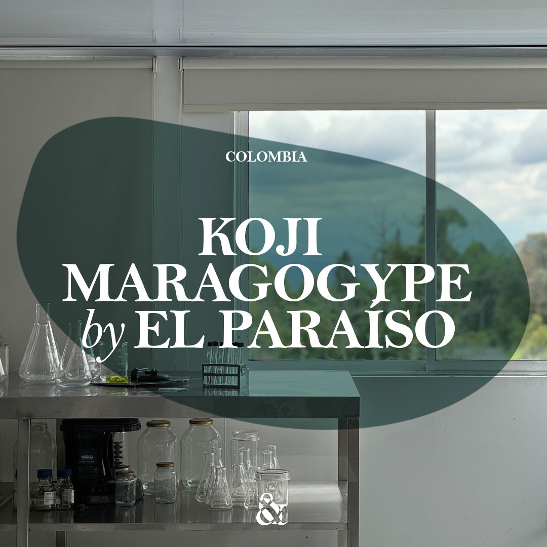 Koji Maragogype by El Paraíso