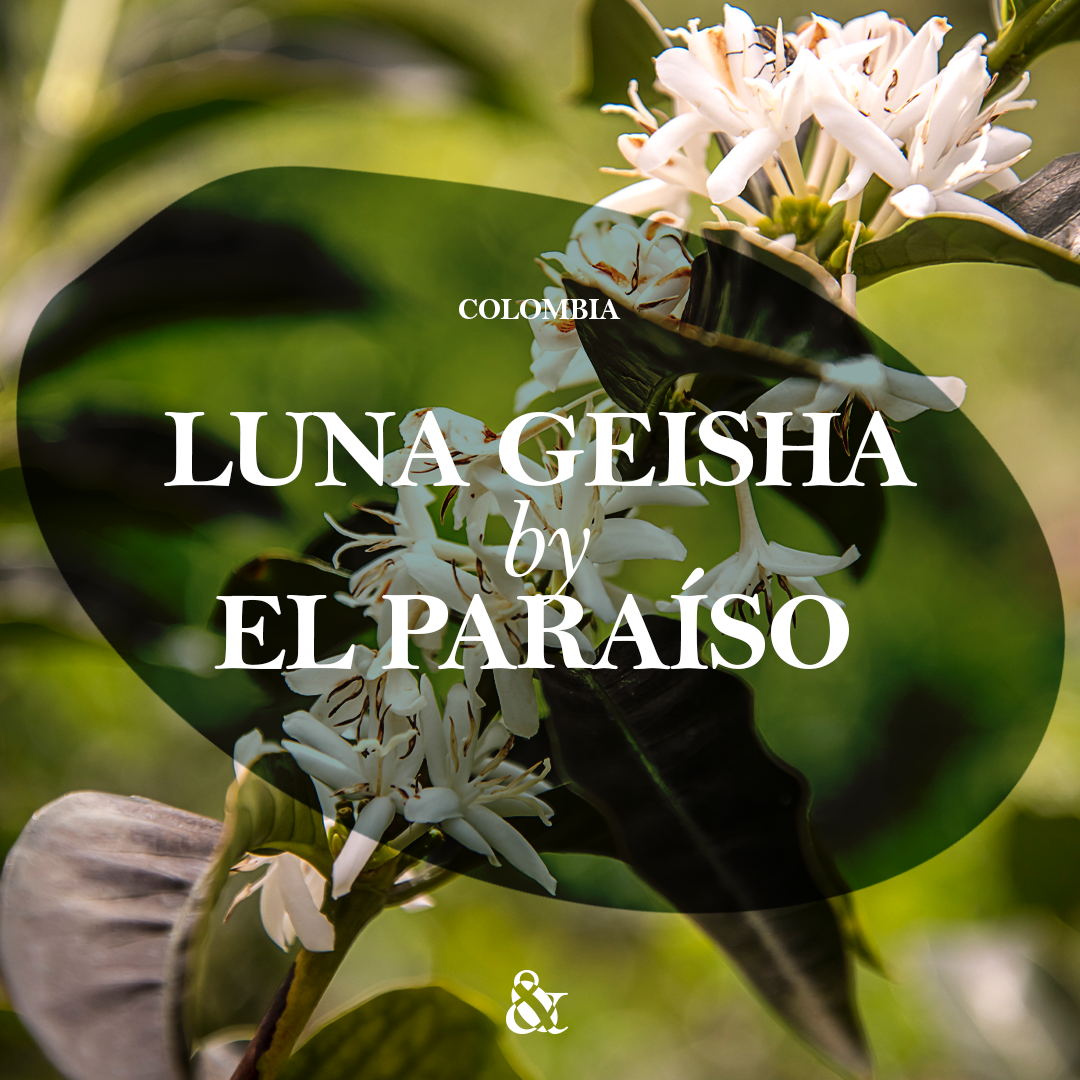 Luna Geisha by El Paraíso