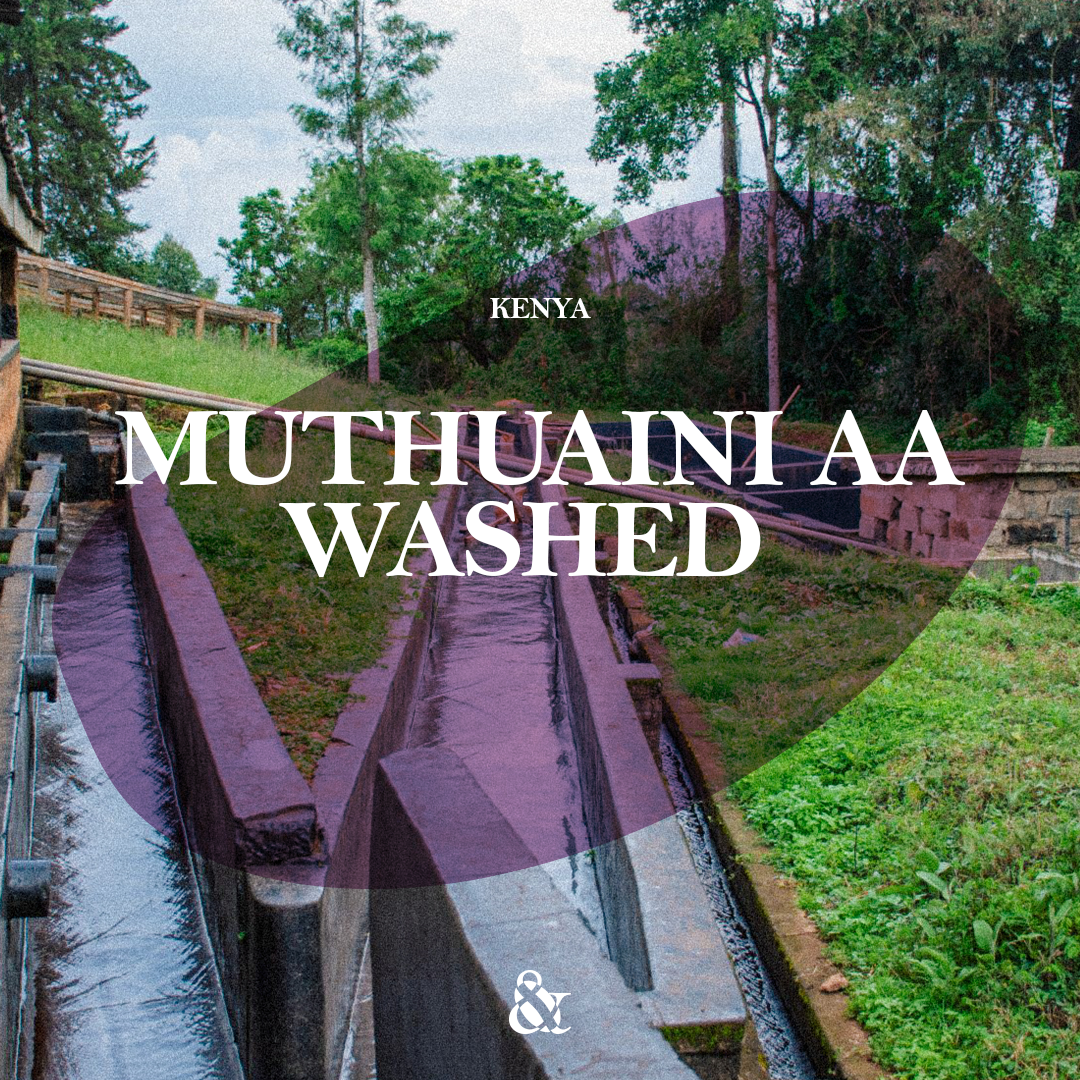Muthuaini AA Washed