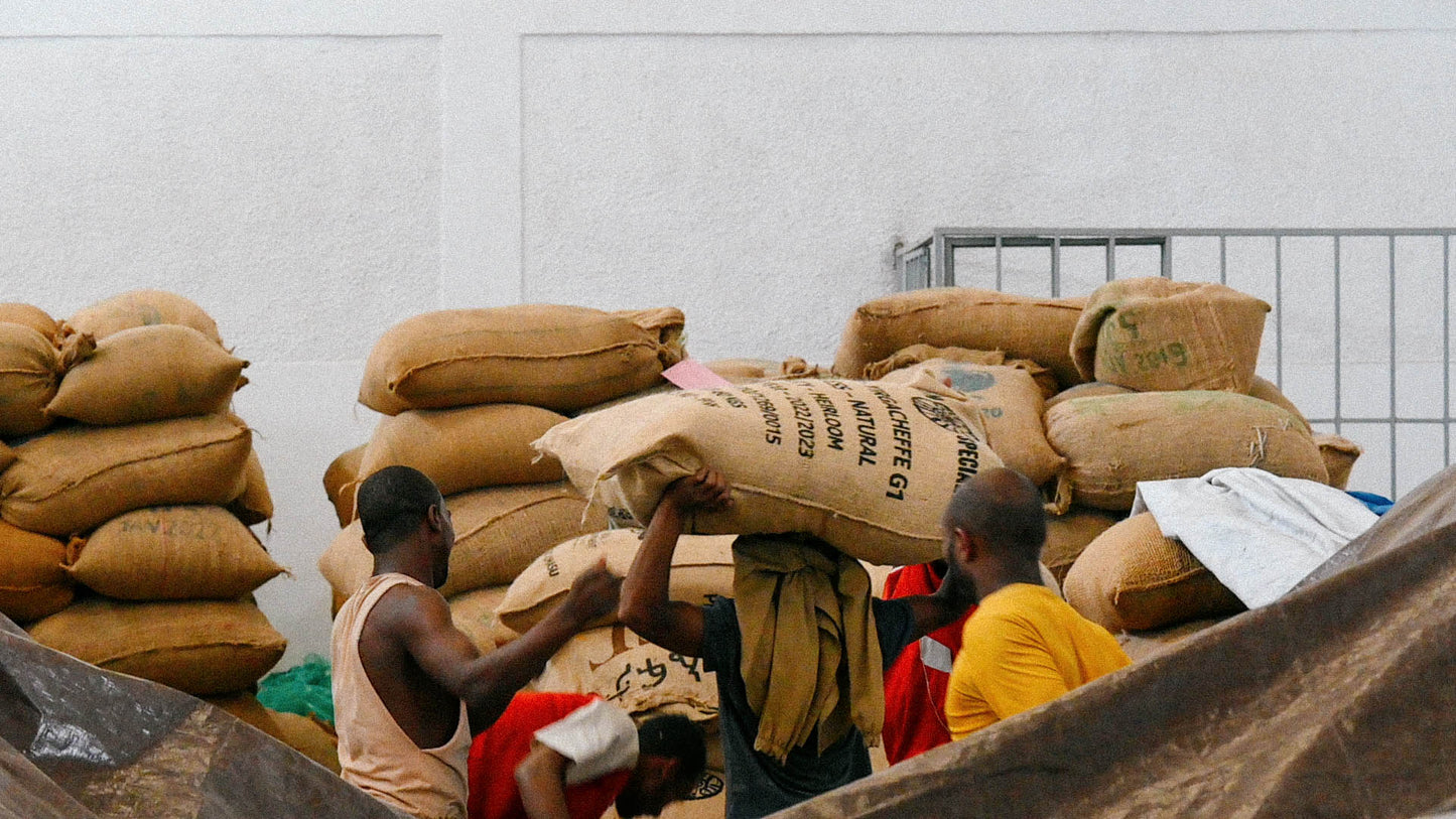 Nafkot Admasu Idido Natural Yirgacheffe | Green coffee supply South Africa