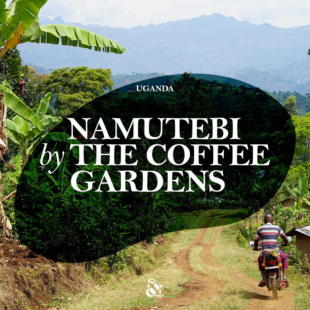 Namutebi by The Coffee Gardens