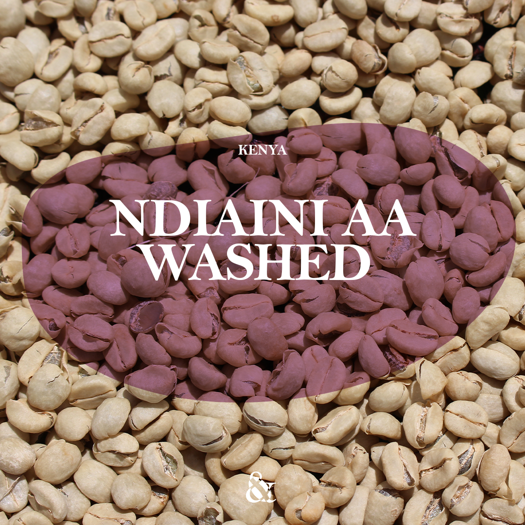 Ndiaini AA Washed