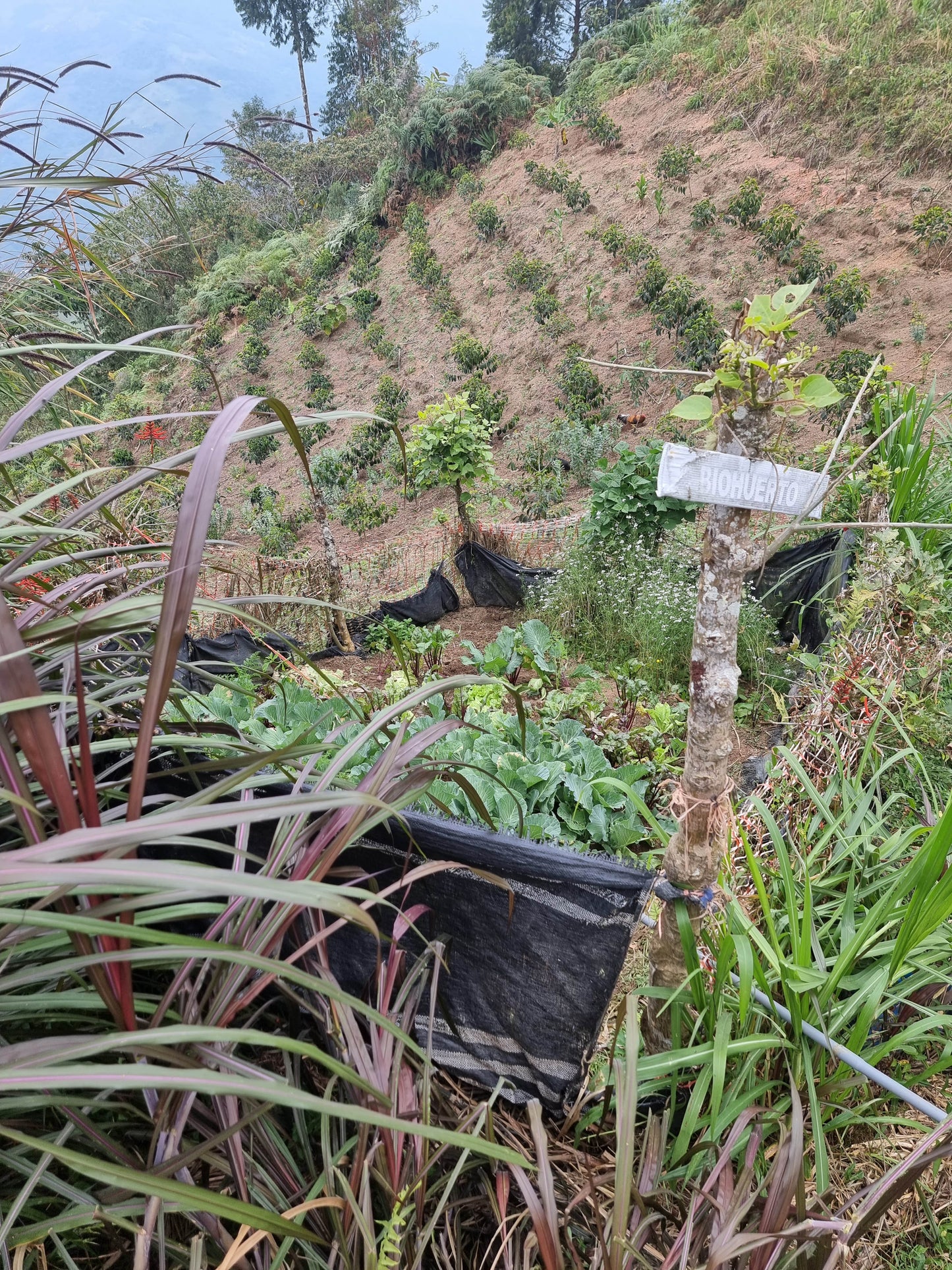 Nelber Arevalo Heredia Natural Caturra Green Coffee Supply