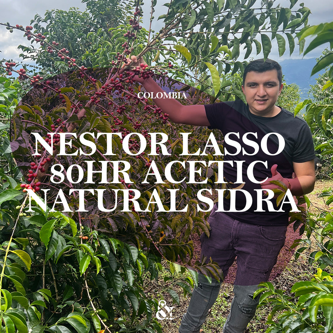 Nestor Lasso 80hr Acetic Natural Sidra