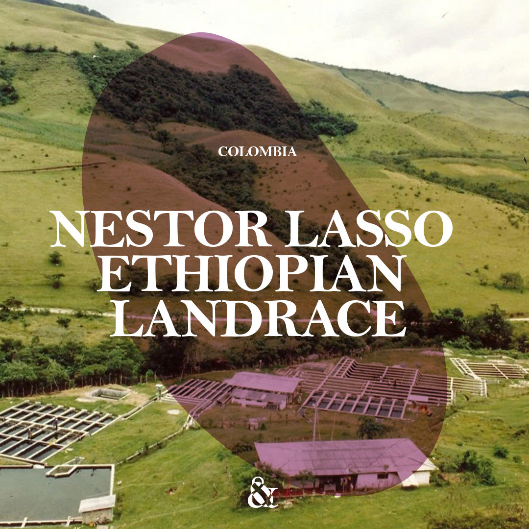Nestor Lasso Ethiopian Landrace