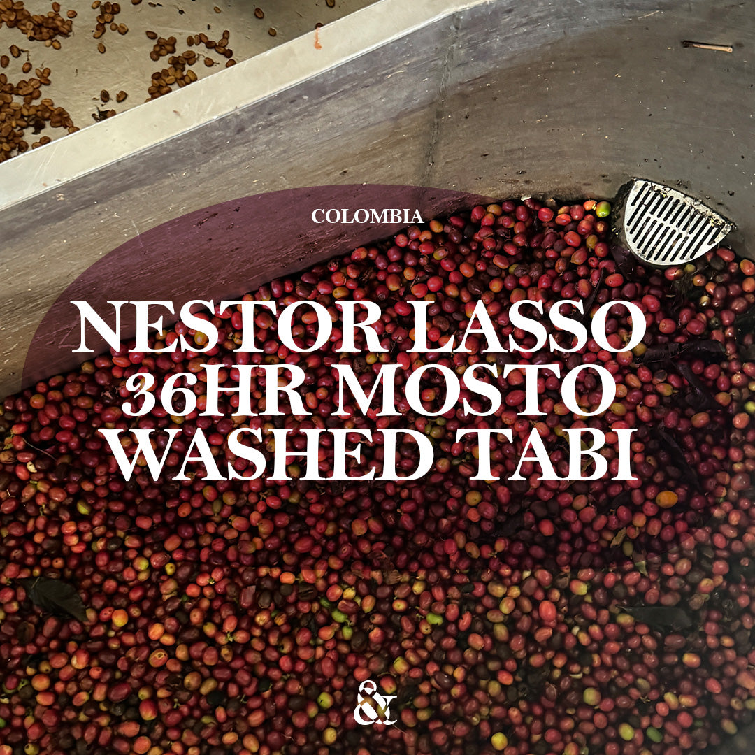 Nestor Lasso 36hr Mosto Washed Tabi