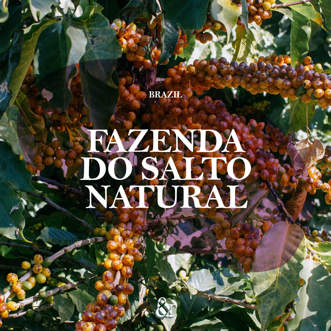 Fazenda do Salto Natural Yellow Bourbon