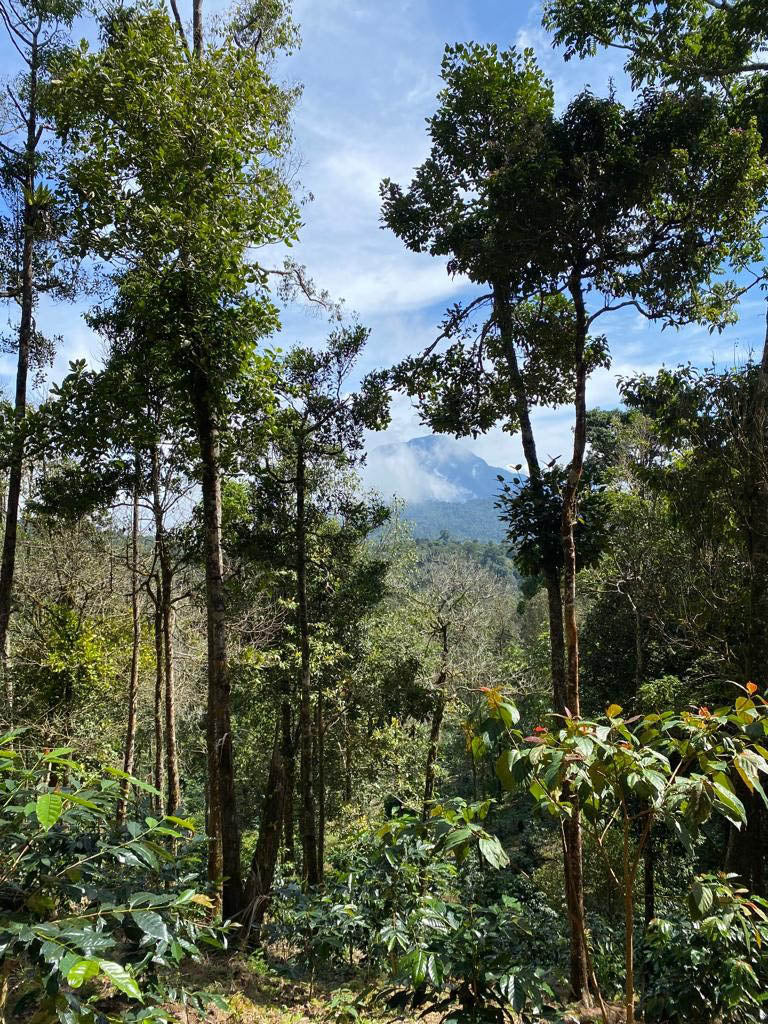 Mbohang Yeast Anaerobic Natural | And Sons Coffee Supply