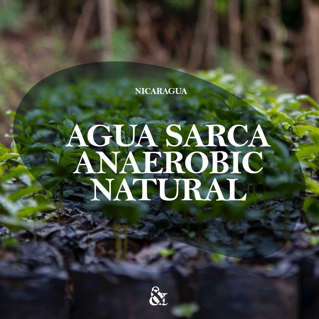 Agua Sarca Anaerobic Maracaturra