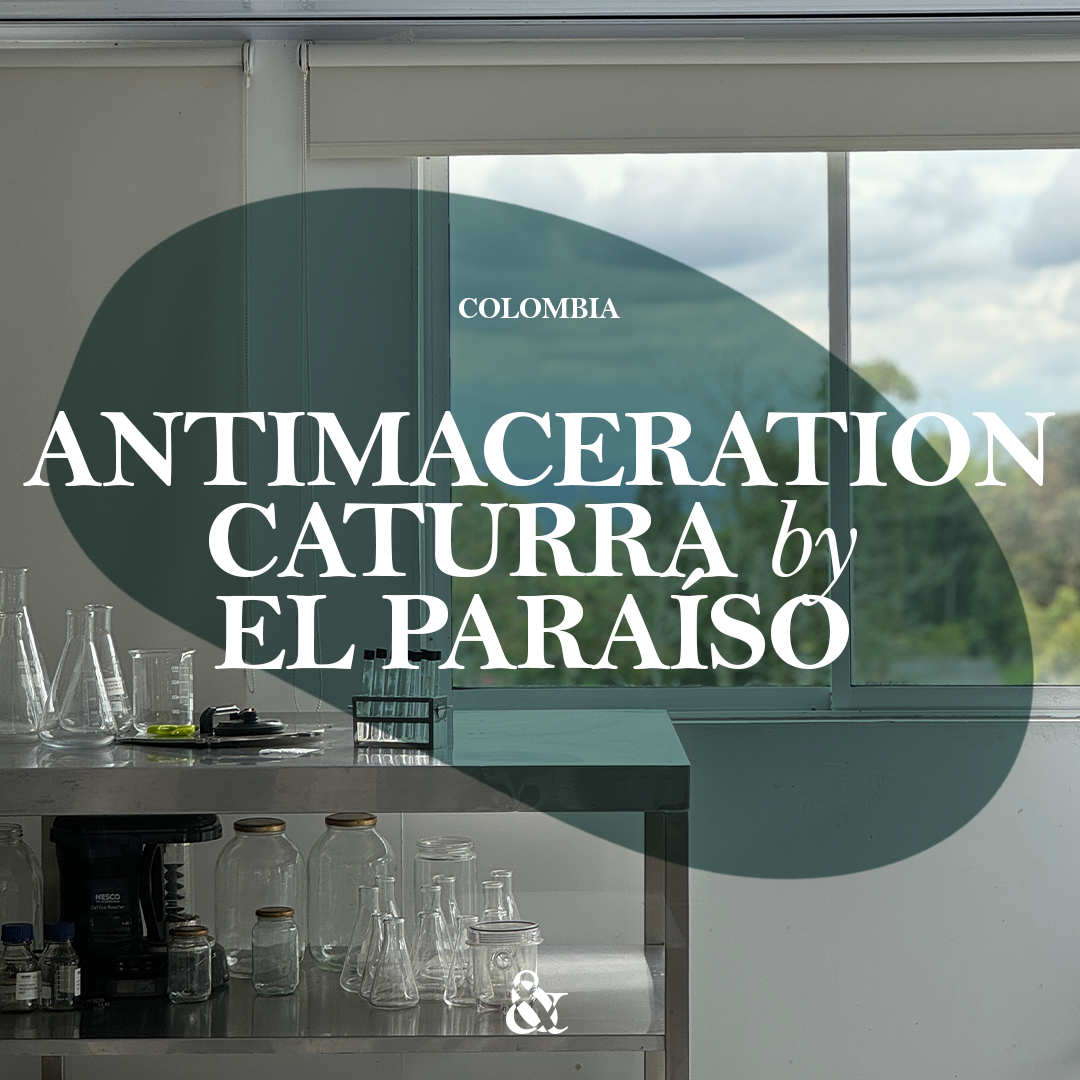 Antimaceration Caturra by El Paraíso