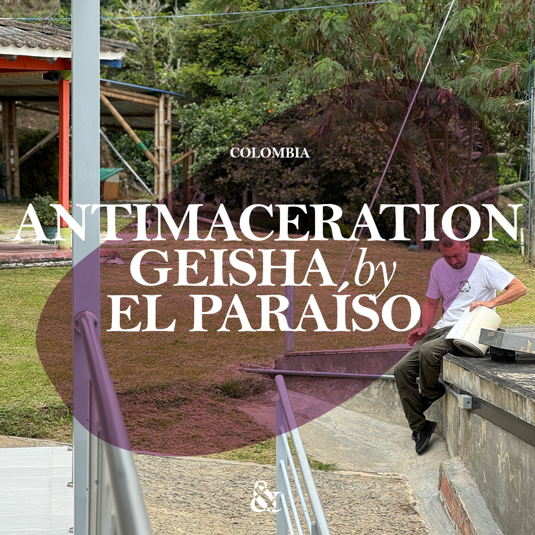 Antimaceration Geisha by El Paraíso