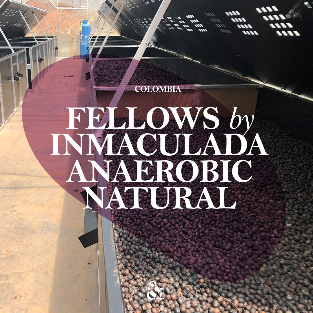 Fellows Anaerobic Natural by Inmaculada