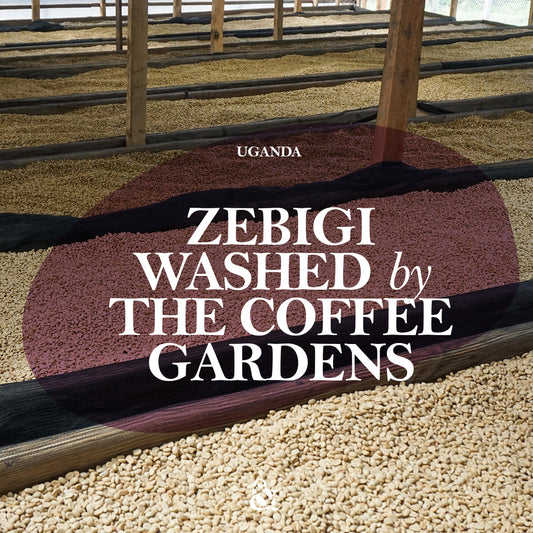 Zebigi Washed by The Coffee Gardens