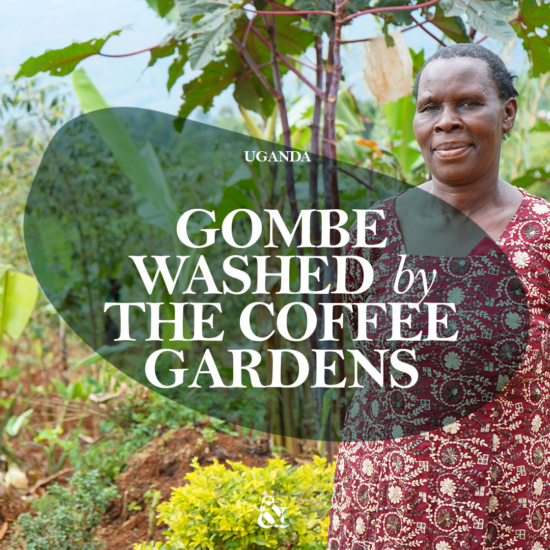 Gombe Washed by The Coffee Gardens - Green coffee beans