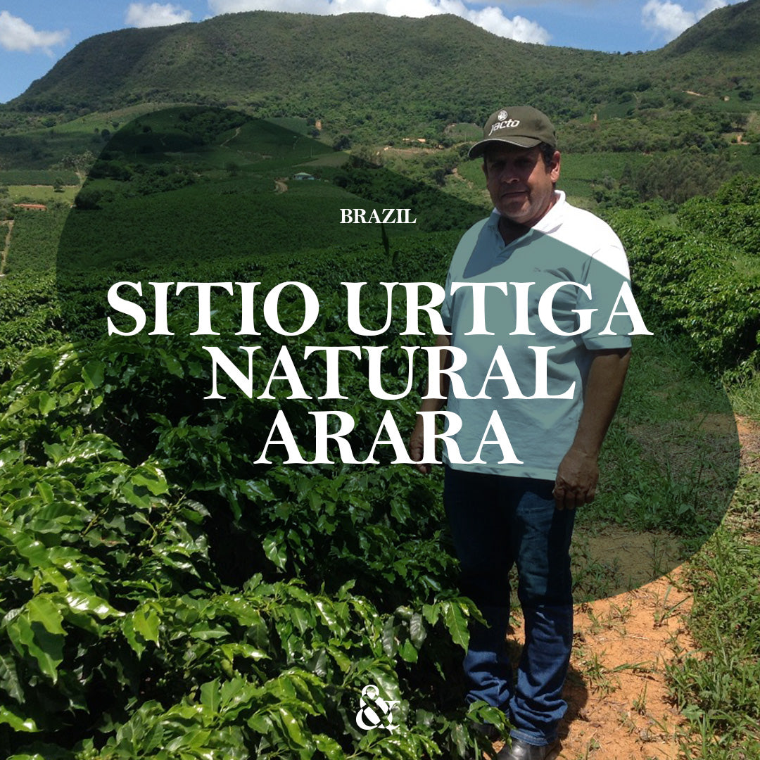 Sitio Urtiga Natural Arara - Transparent coffee supply company
