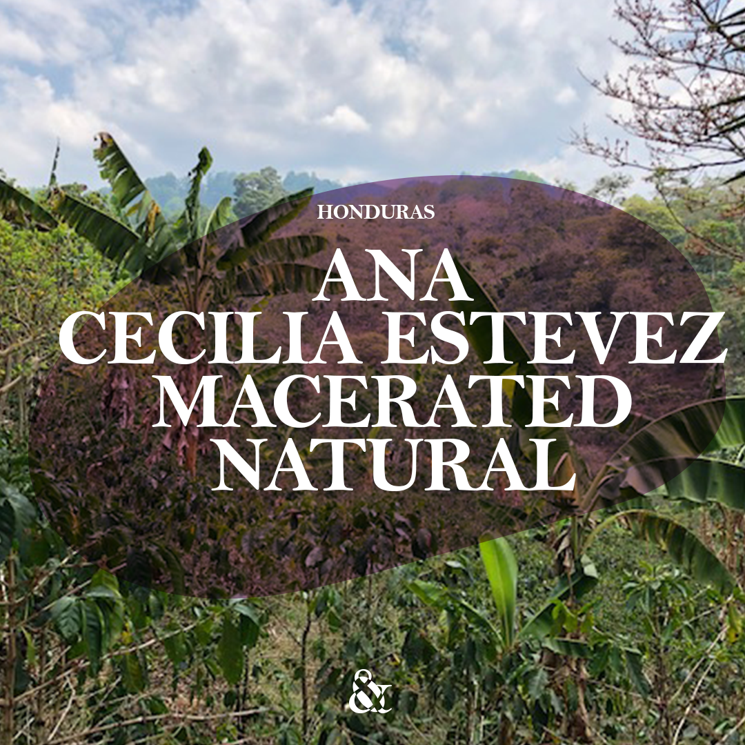 Ana Cecilia Estevez Macerated Natural Lempira