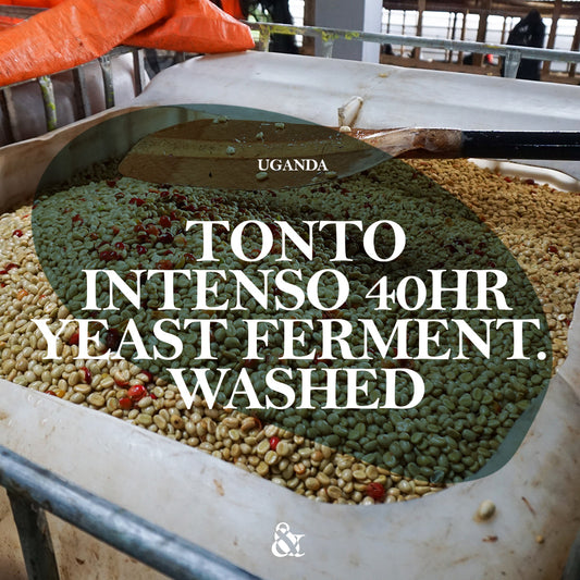Tonto Intenso Yeast Fermented Washed
