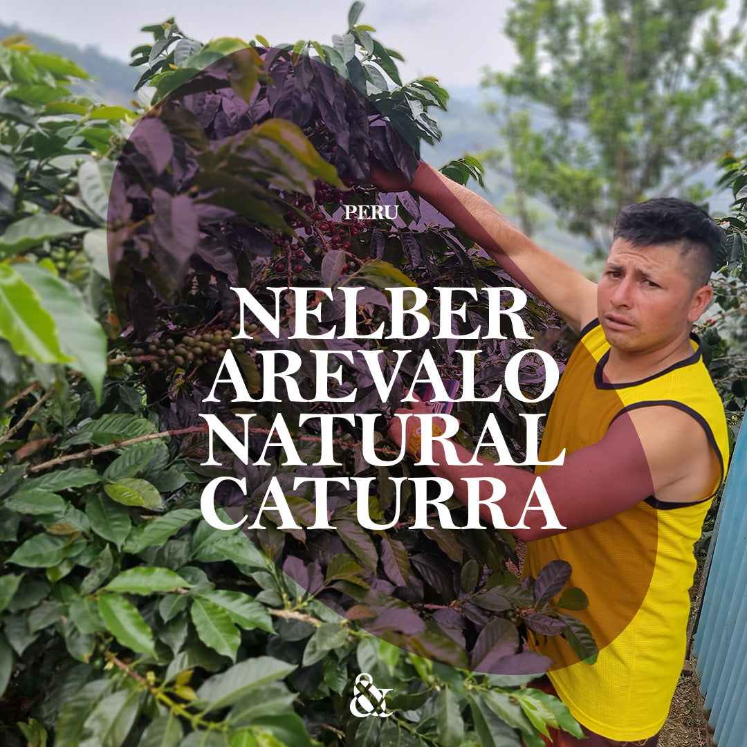 Nelber Arevalo Heredia Natural Caturra Green Coffee Supply