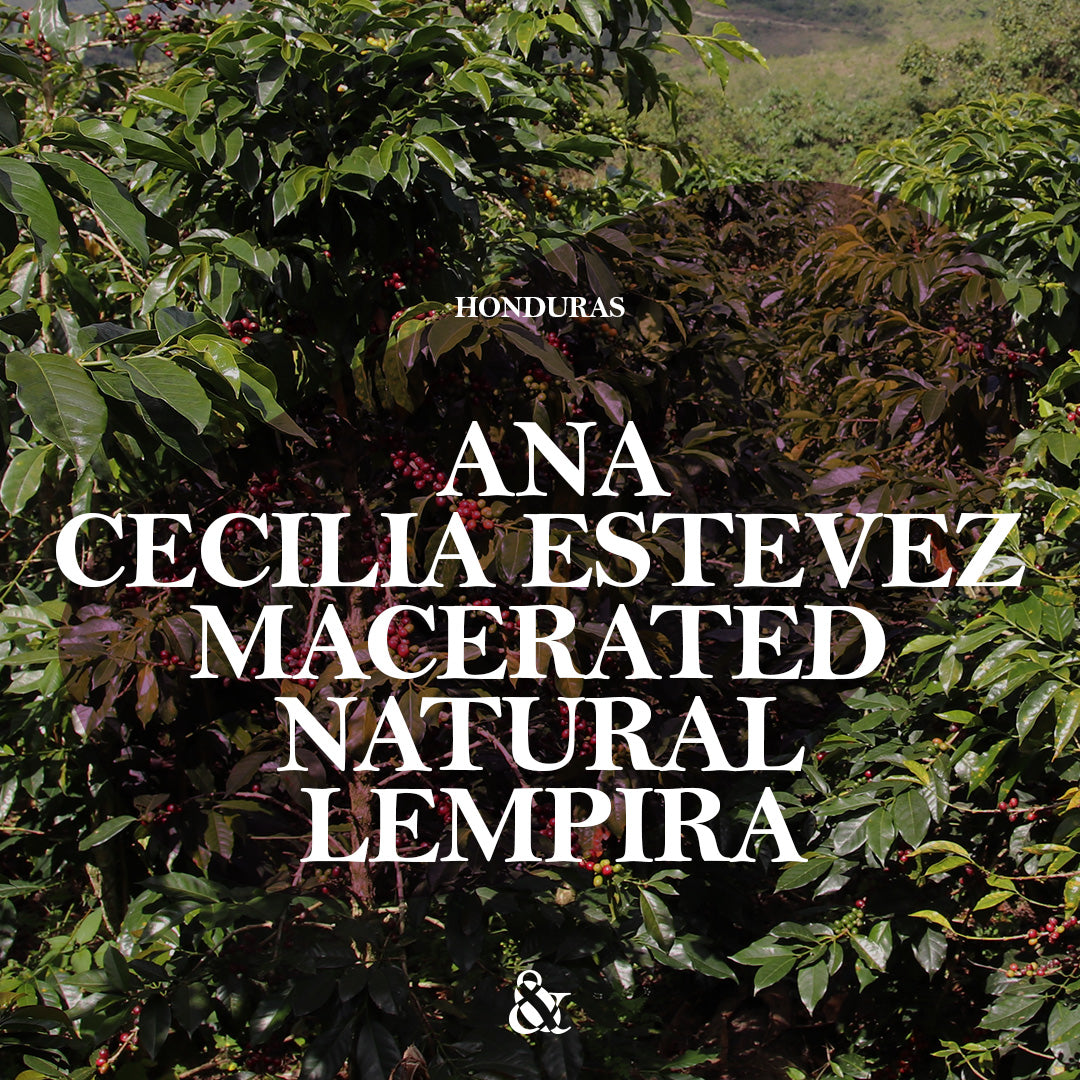 Ana Cecilia Estevez Macerated Natural Lempira