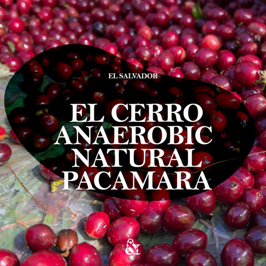 Finca El Cerro Anaerobic Natural Pacamara