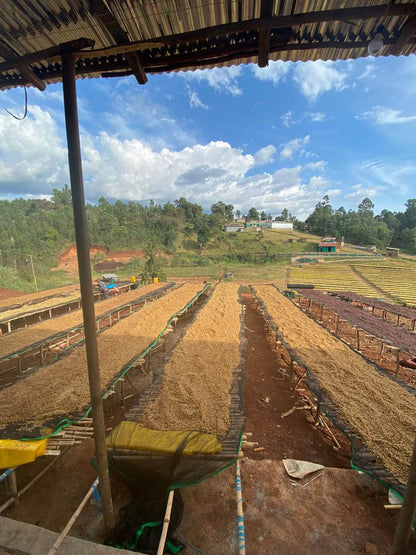 Ethiopia Wash Green Coffee Supply | Bensa Damo