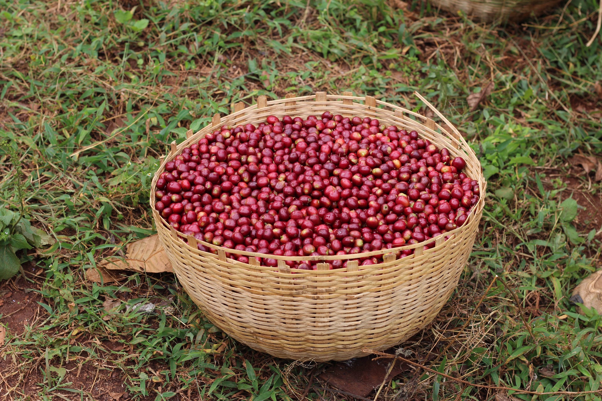 Ethiopia Wash Green Coffee Supply | Bensa Damo