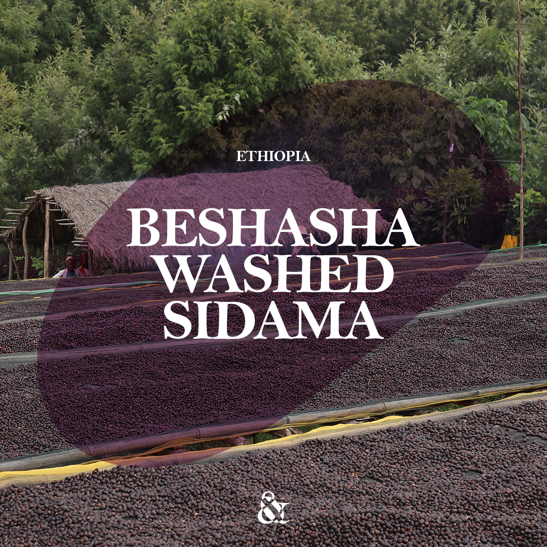 Beshasha Washed Sidama