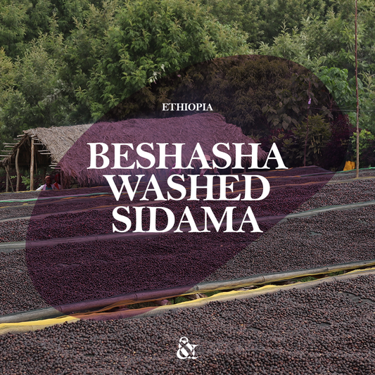 Beshasha Washed Sidama