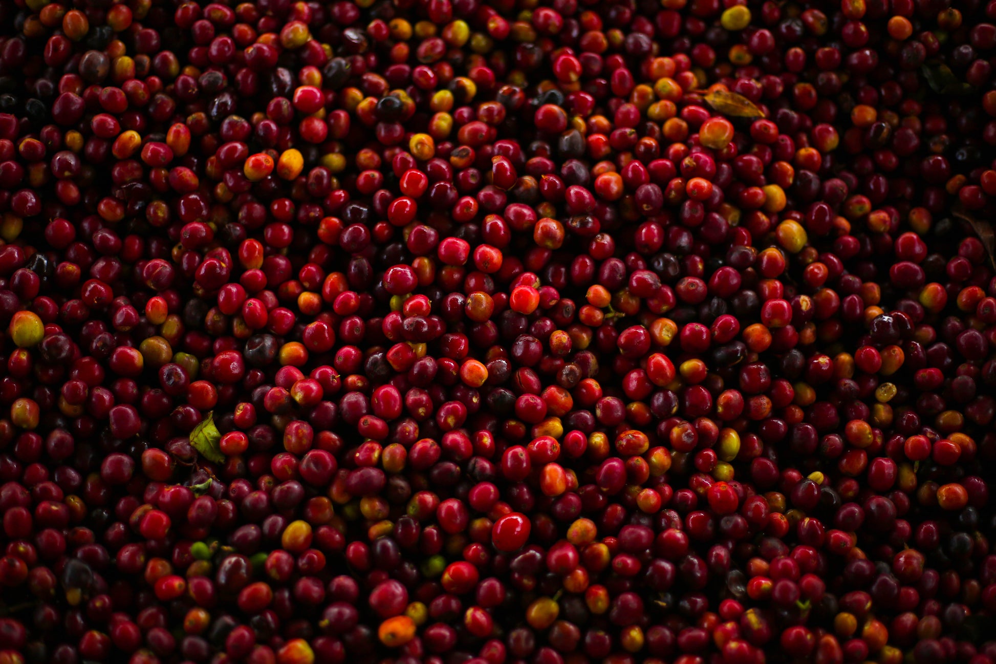 Bombe Dry Fermentation Washed Sidama | Green Coffee Bean Supply Company