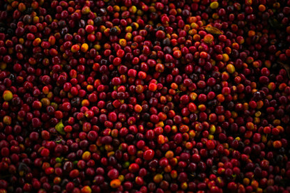 Bombe Dry Fermentation Washed Sidama | Green Coffee Bean Supply Company