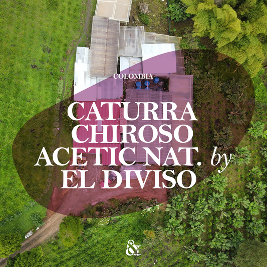 Caturra Chiroso Acetic by El Diviso