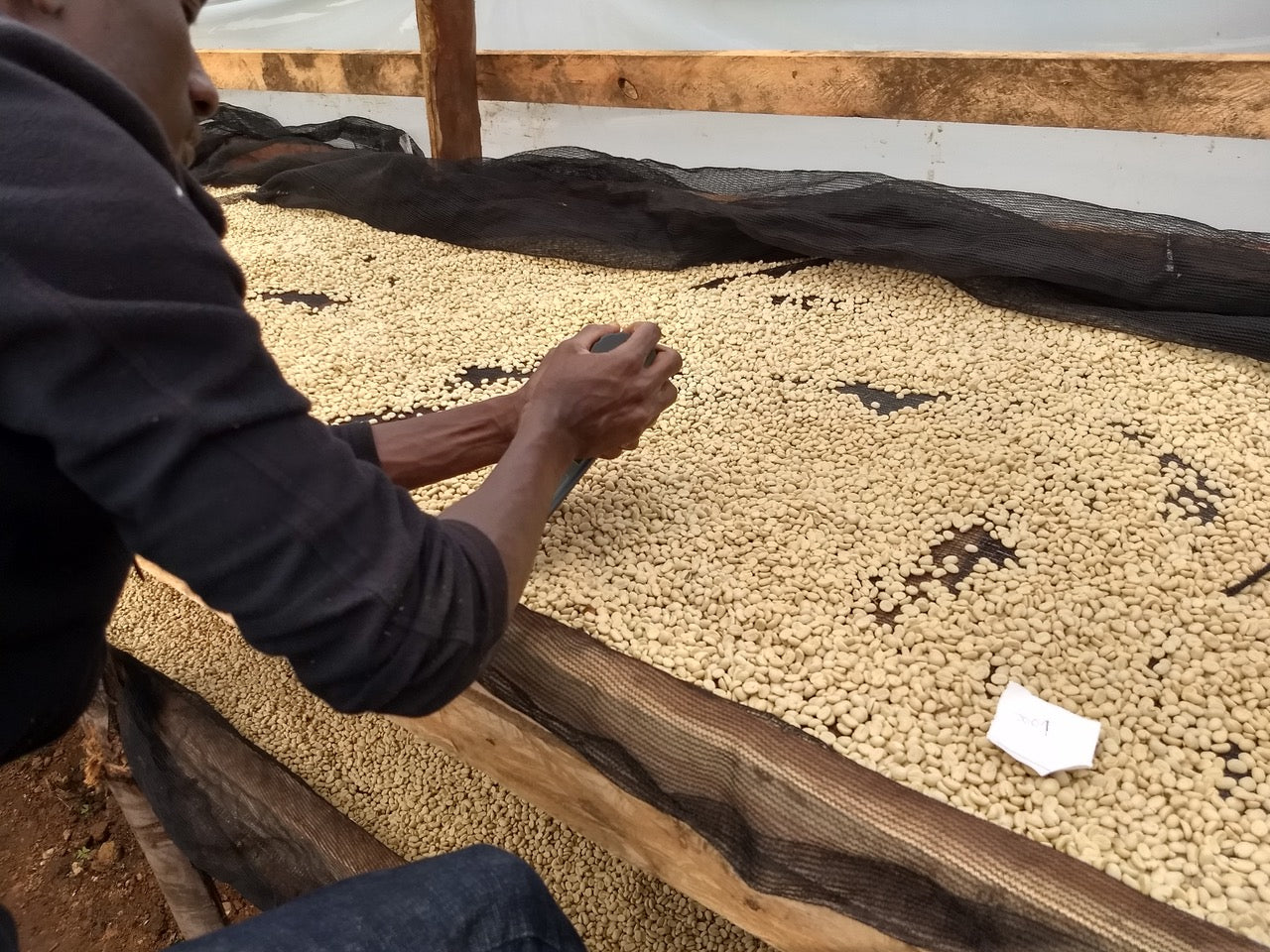 Zebugu-Busi – The Coffee Gardens