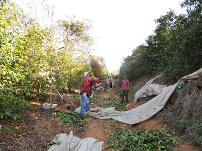 Fazenda Barriero Yellow Bourbon