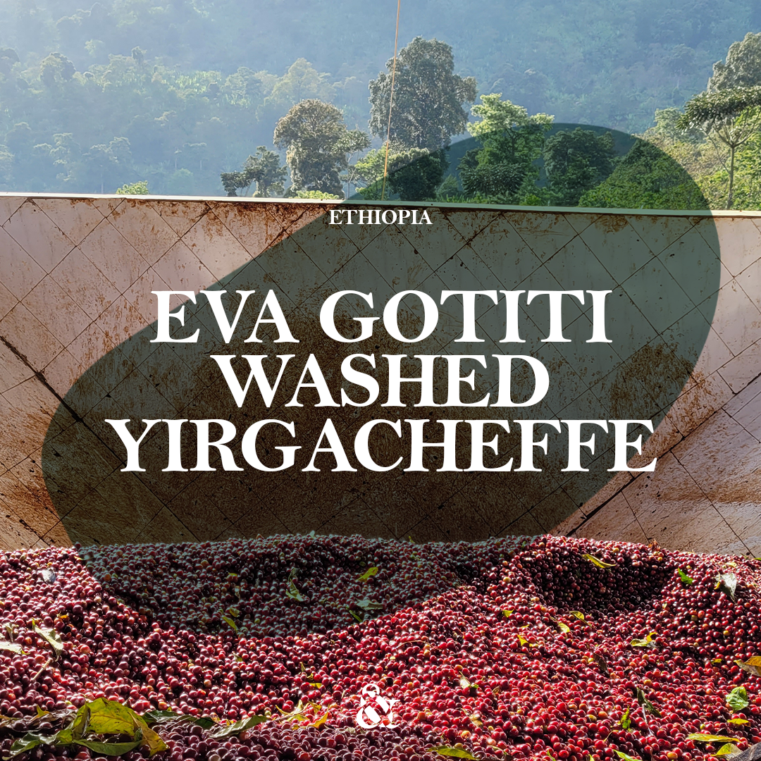 Eva Gotiti Washed Yirgacheffe