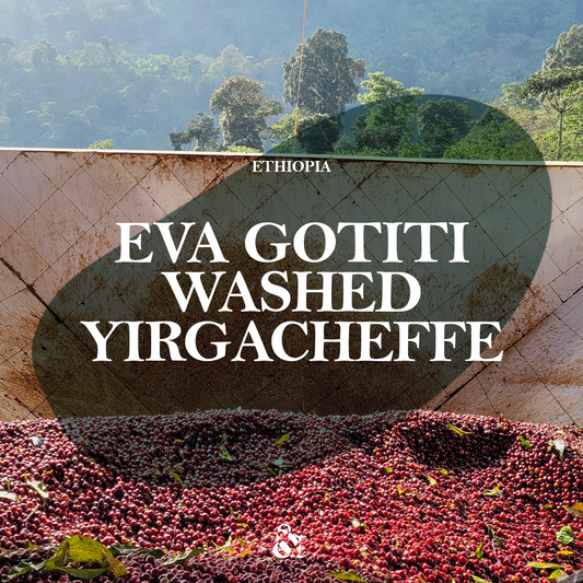 Eva Gotiti Washed Yirgacheffe