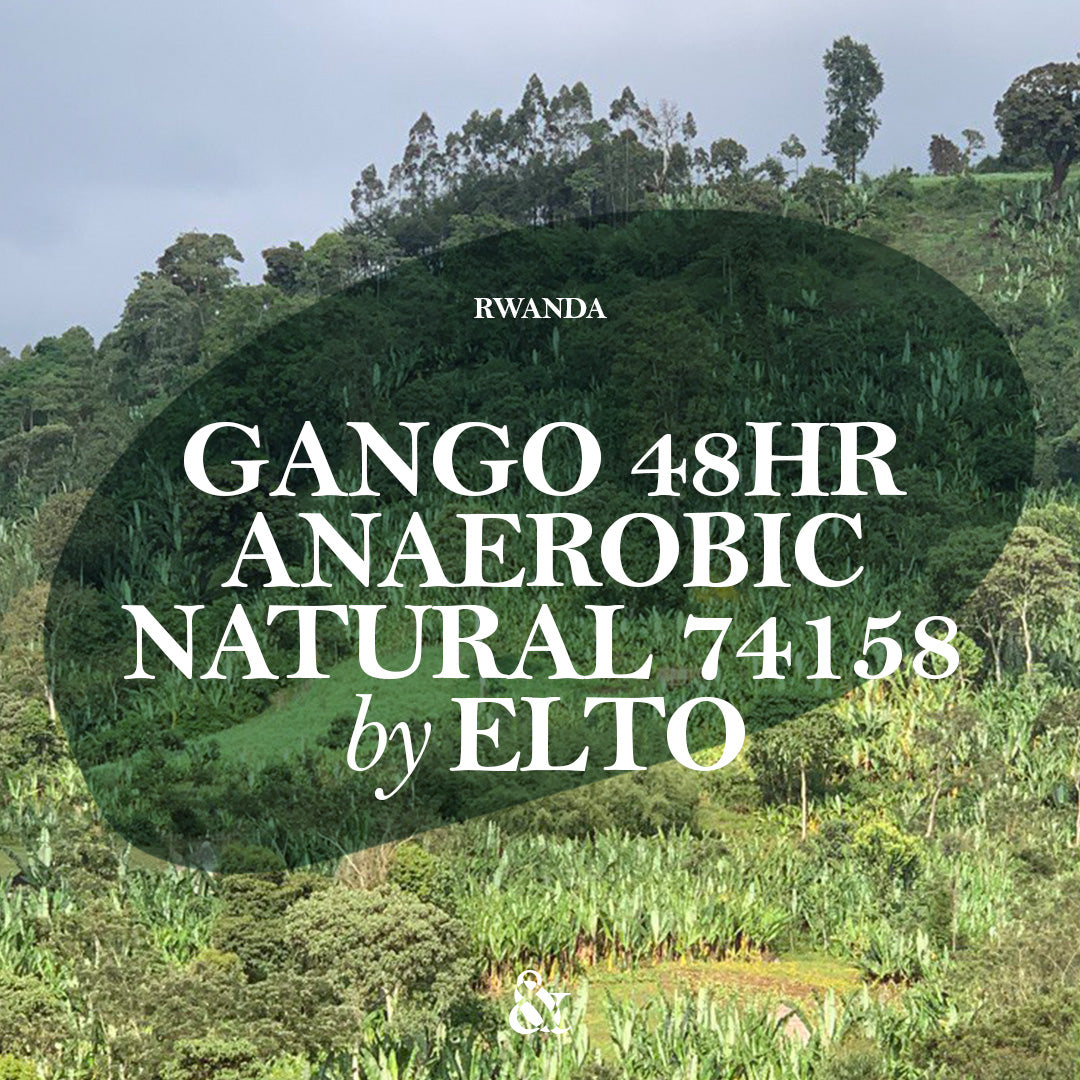 Gango Elto Gango Anaerobic Natural 48hr – And Sons Importers