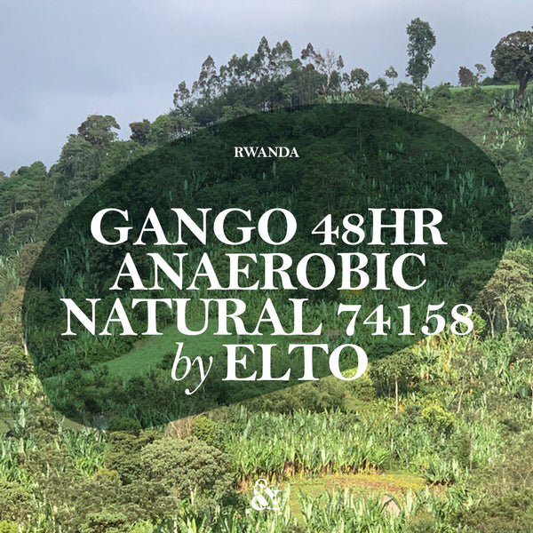 Elto Gango Anaerobic Natural 48hr – And Sons Importers
