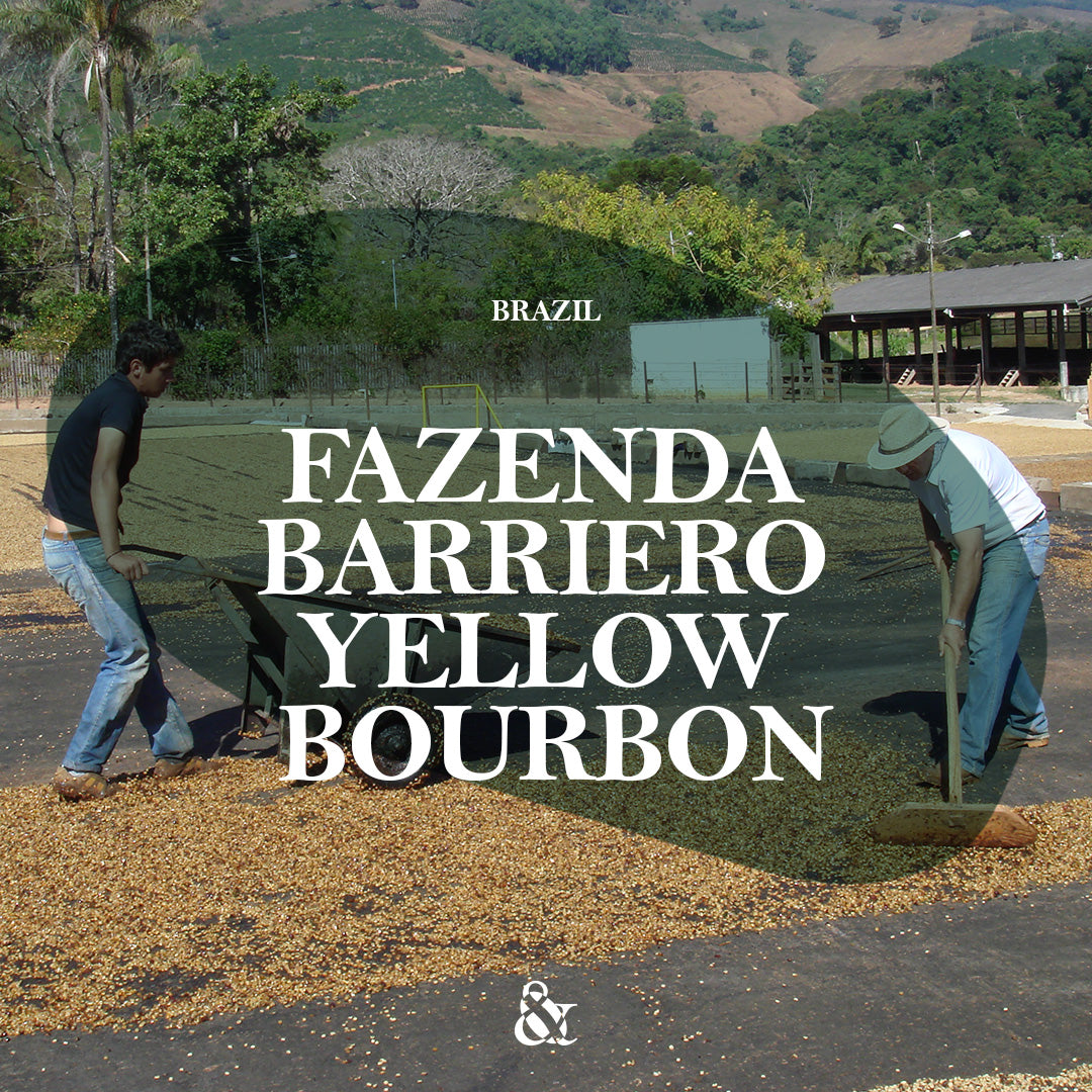 Fazenda Barriero Yellow Bourbon