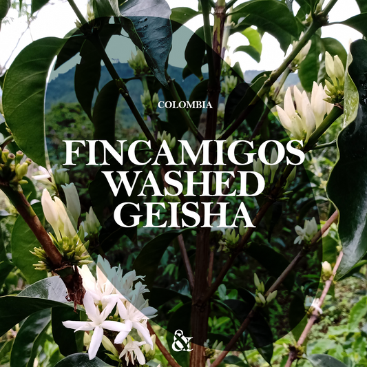 Fincamigos Geisha