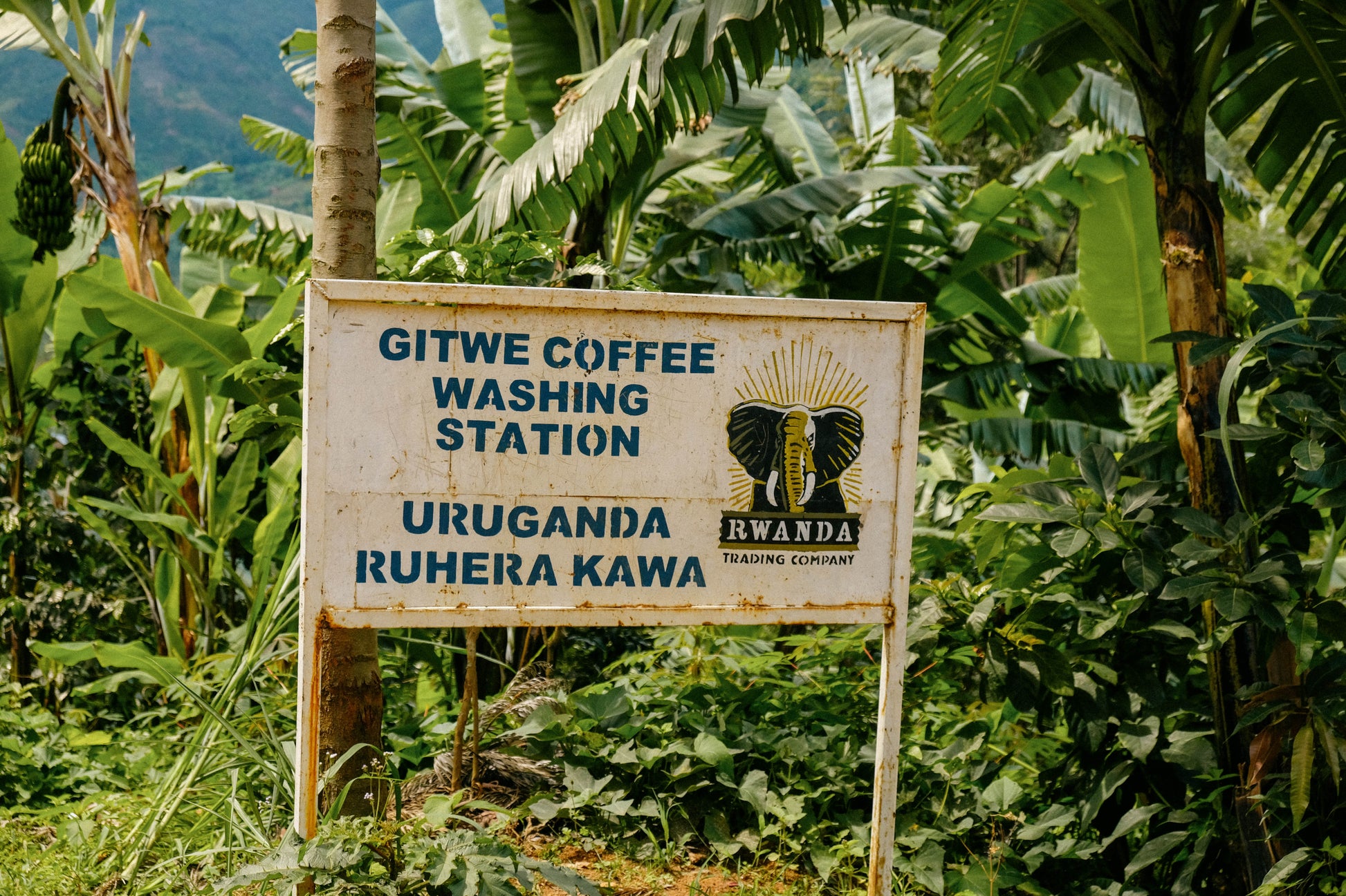Gitwe Honey Red Bourbon | Green Coffee Bean Supply